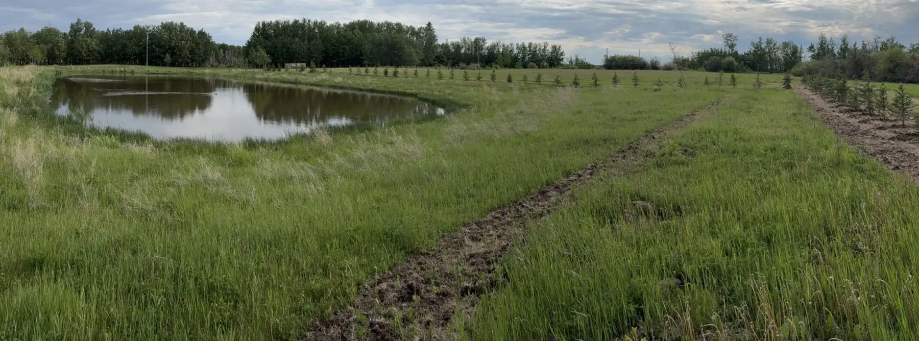 The same field at 6:17 pm, a row of newly planted White Spruce running the length of the tilled strip.