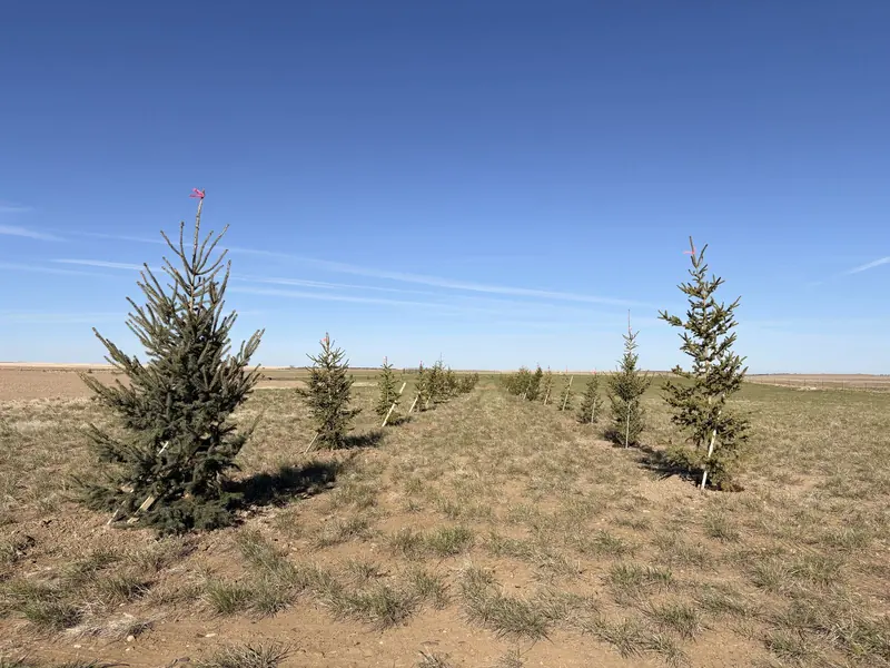 Fresh Install — Crystal Springs Trees