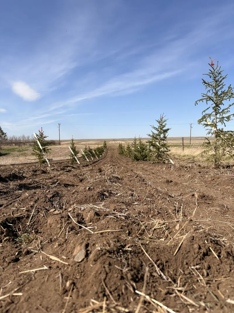 New Planting — Crystal Springs Trees