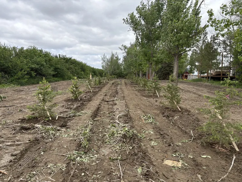 Windbreak in Progress — Crystal Springs Trees