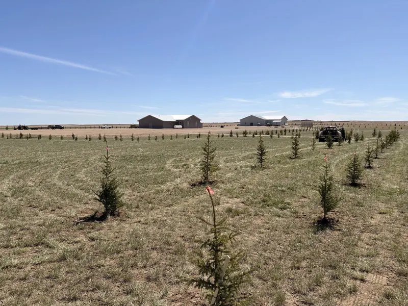 Acreage Planting — Crystal Springs Trees