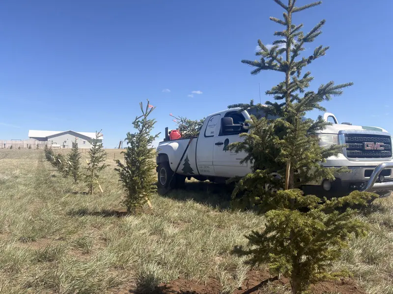 Our Crew at Work — Crystal Springs Trees